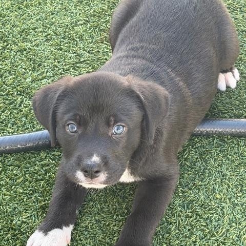 Howard, a ADOPTABLE Mixed Breed in LEHIGH ACRES, FL image 1/6