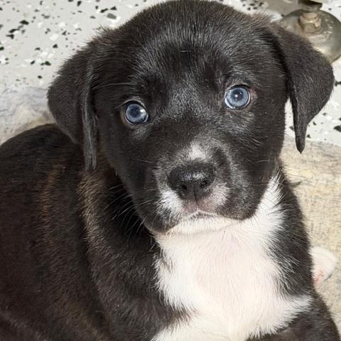 Howard, a ADOPTABLE Mixed Breed in LEHIGH ACRES, FL image 2/6