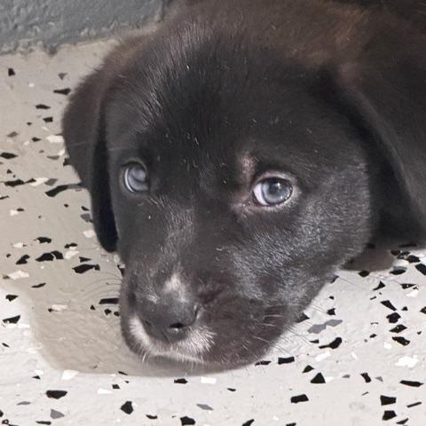 Howard, a ADOPTABLE Mixed Breed in LEHIGH ACRES, FL image 3/6