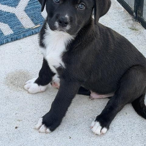 Howard, a ADOPTABLE Mixed Breed in LEHIGH ACRES, FL image 4/6