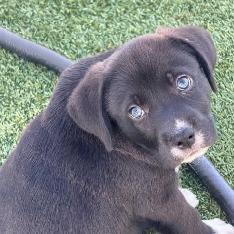 Howard, a ADOPTABLE Mixed Breed in LEHIGH ACRES, FL image 5/6