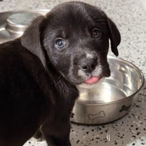 Howard, a ADOPTABLE Mixed Breed in LEHIGH ACRES, FL image 6/6