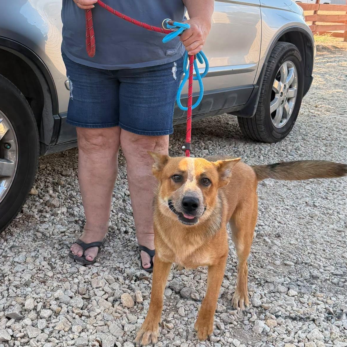 Enlarge Templeton (Foster or Adopter), a Adoptable Cattle Dog in Moyock, NC image 3/5