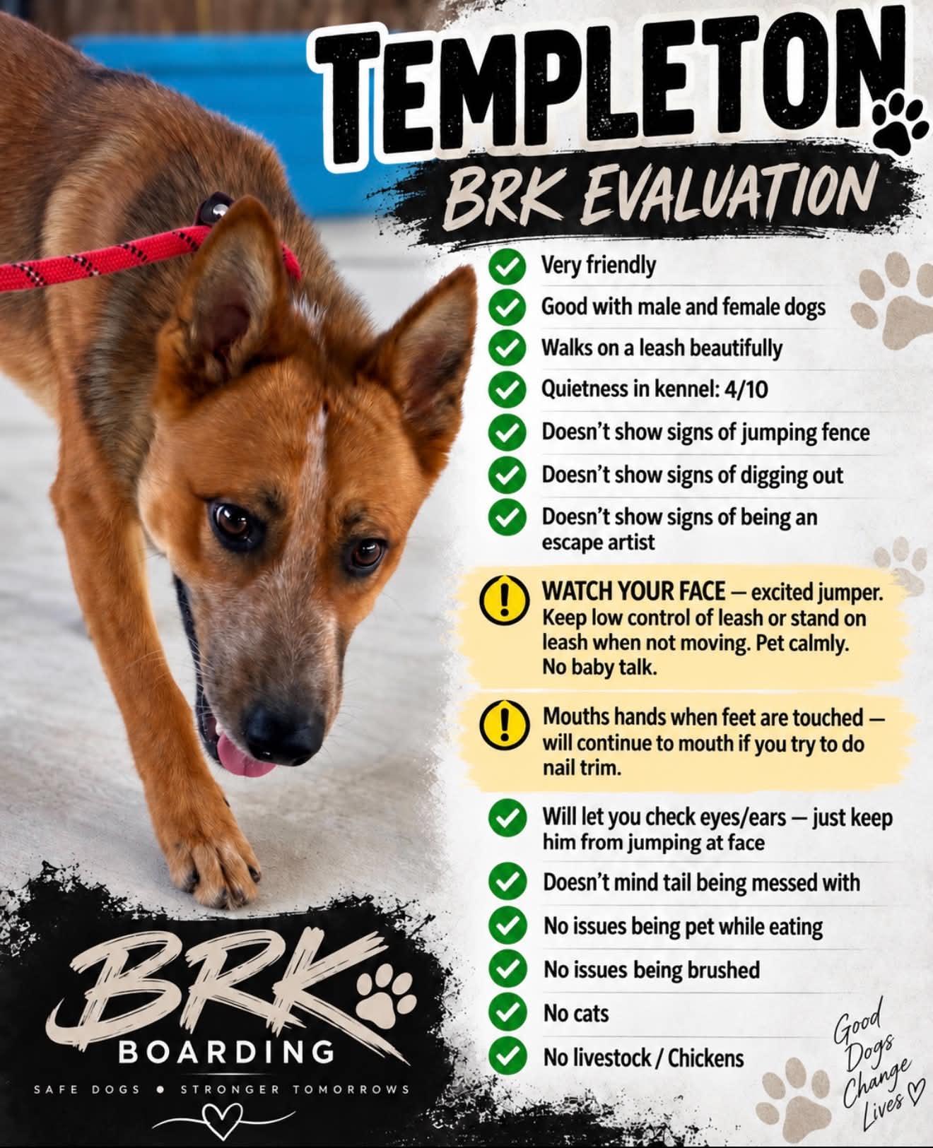 Enlarge Templeton (Foster or Adopter), a Adoptable Cattle Dog in Moyock, NC image 5/5