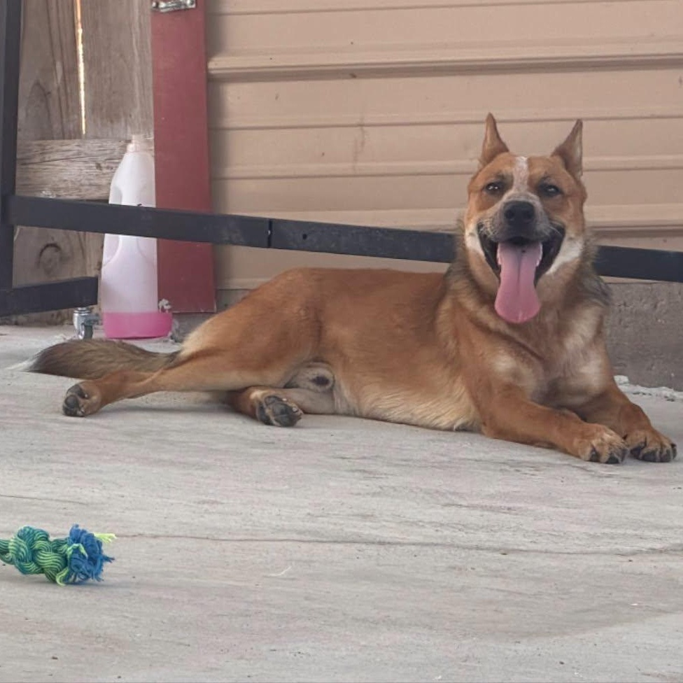 Enlarge Templeton (Foster or Adopter), a Adoptable Cattle Dog in Moyock, NC image 2/5