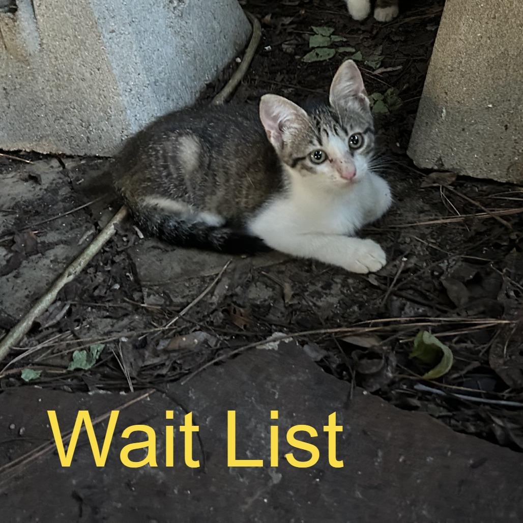 Enlarge Rascal, a Adoptable American Wirehair in Livingston, TX image 1/1