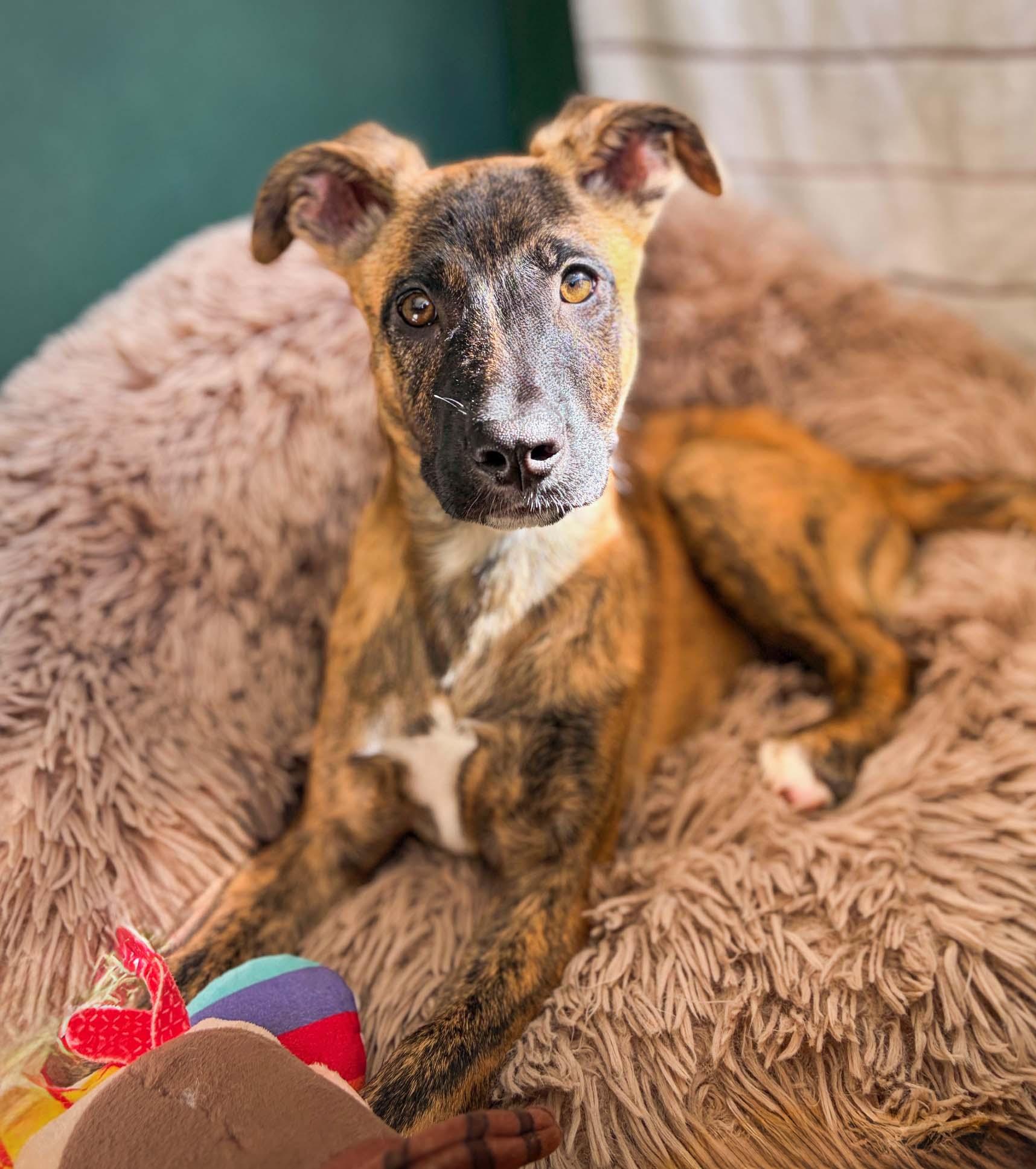 Scarlet, Adoptable, Puppy Female Mixed Breed.