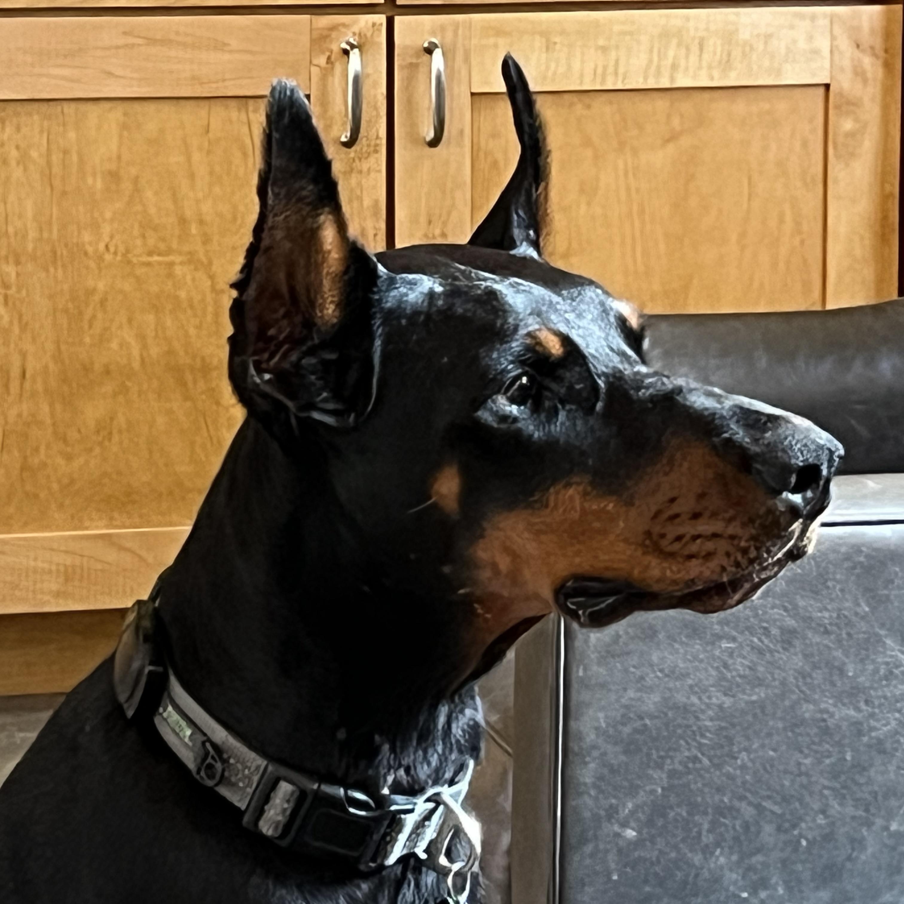 Harper, a Adoptable Doberman Pinscher in Harahan, LA image 1/3