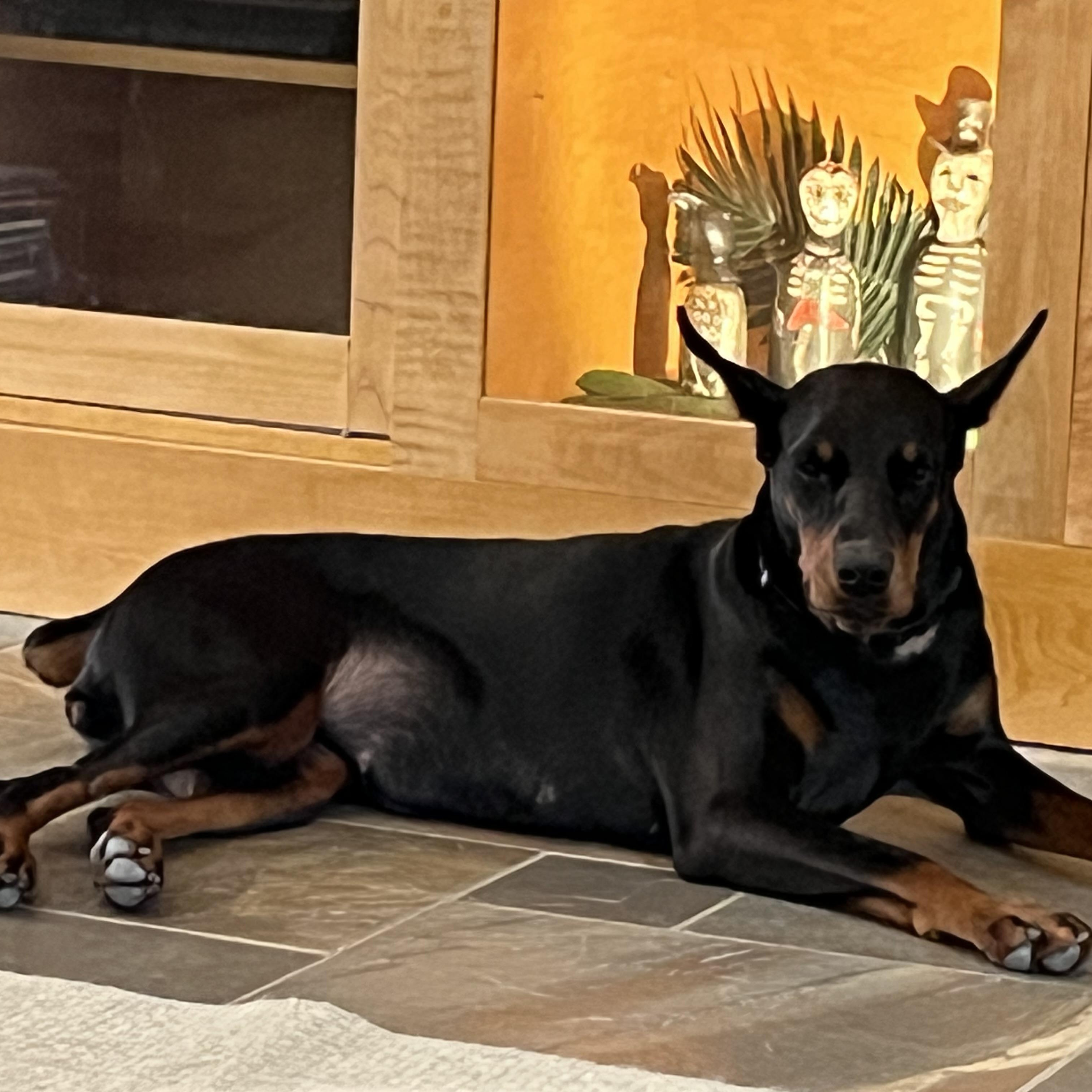 Harper, a Adoptable Doberman Pinscher in Harahan, LA image 2/3