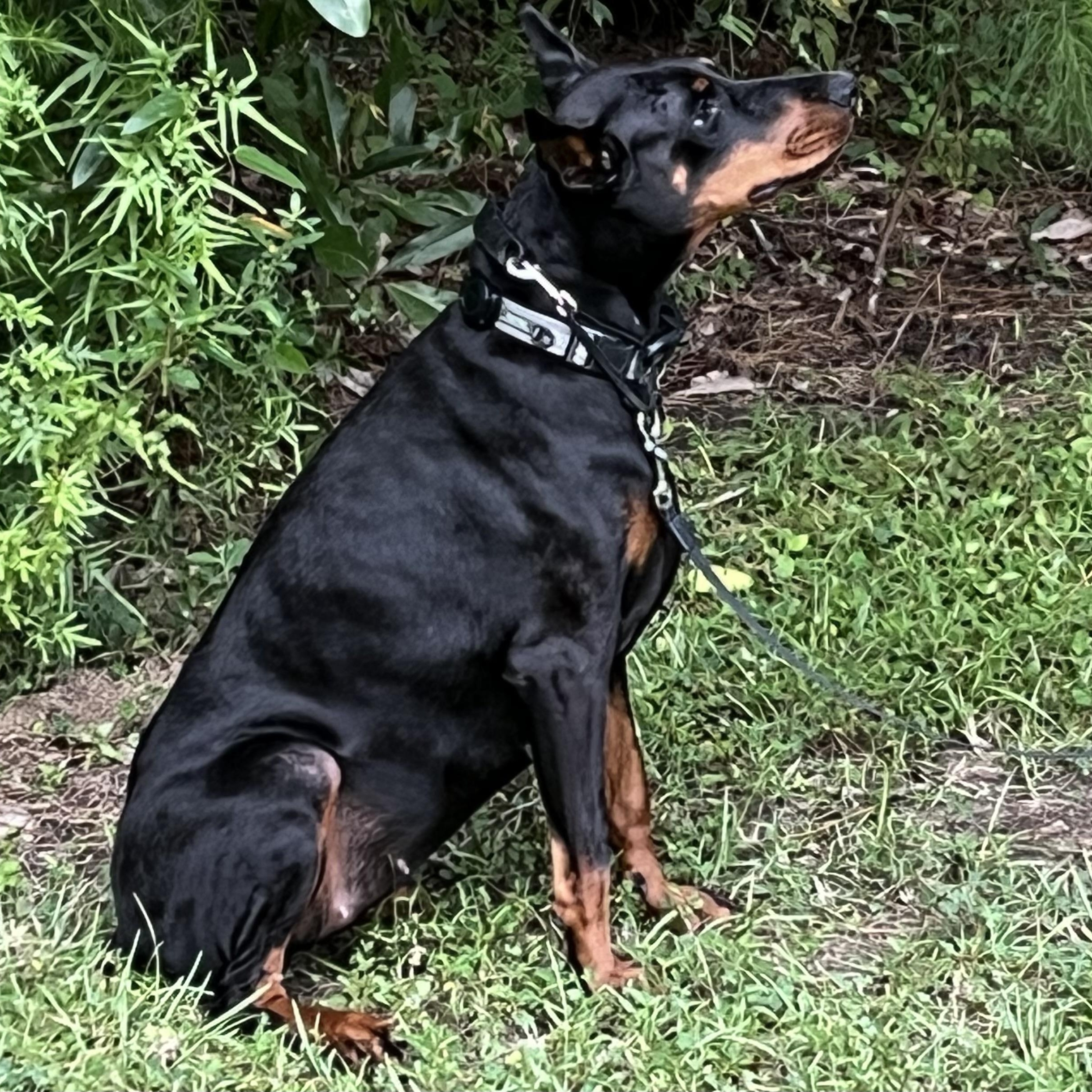 Harper, a Adoptable Doberman Pinscher in Harahan, LA image 3/3
