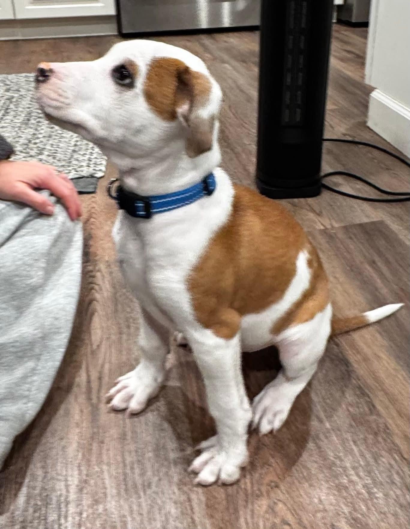 Enlarge Zeus, a ADOPTABLE mixed breed in Collingswood, NJ image 2/4