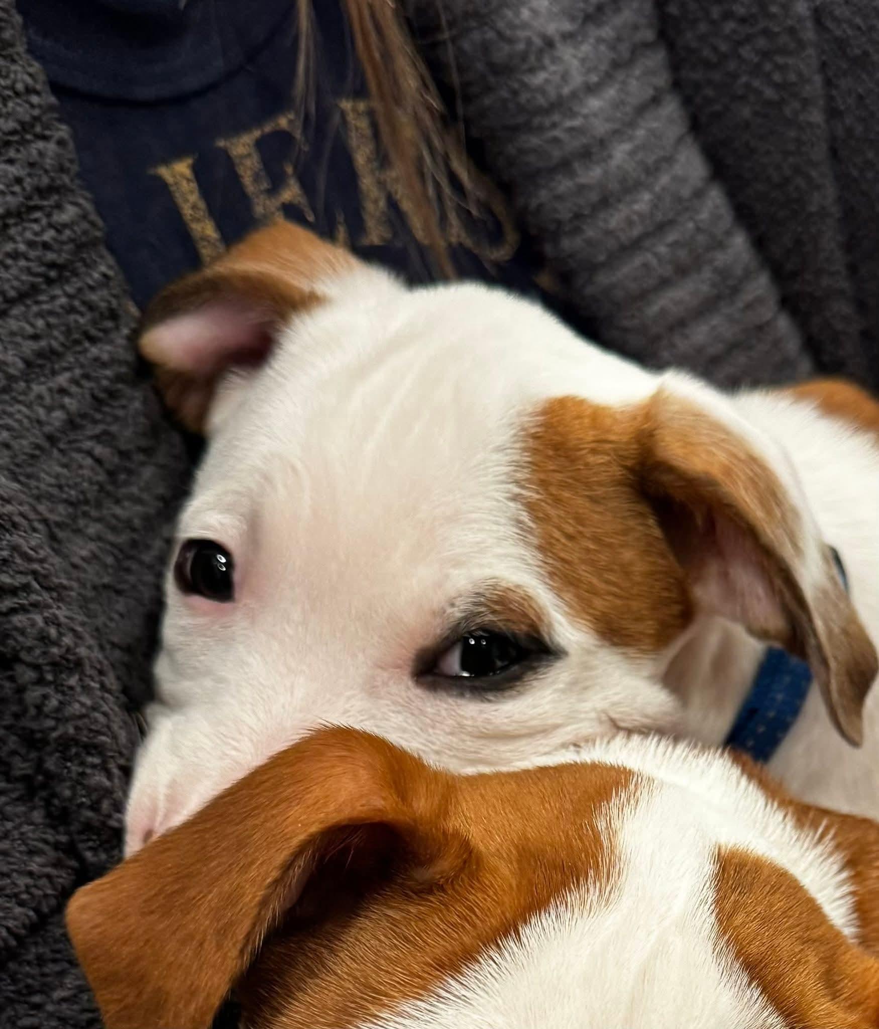 Enlarge Zeus, a ADOPTABLE mixed breed in Collingswood, NJ image 4/4