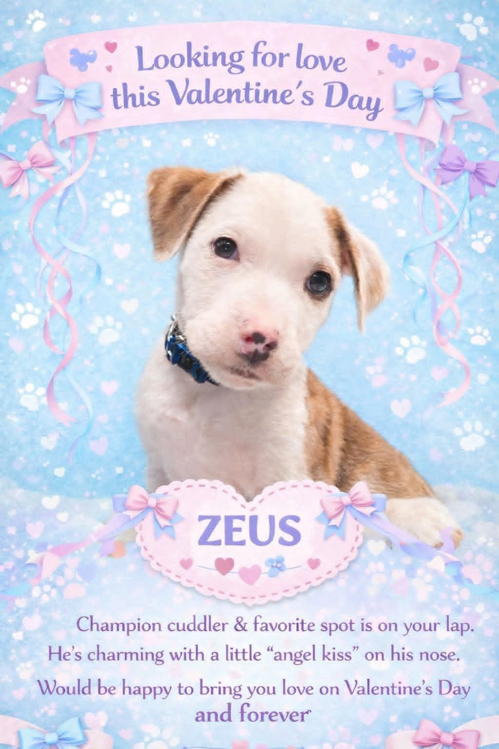 Enlarge Zeus, a ADOPTABLE mixed breed in Collingswood, NJ image 1/4