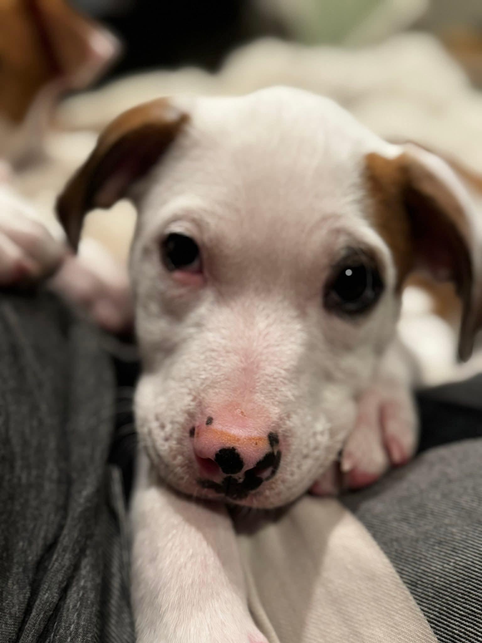 Enlarge Zeus, a ADOPTABLE mixed breed in Collingswood, NJ image 3/4