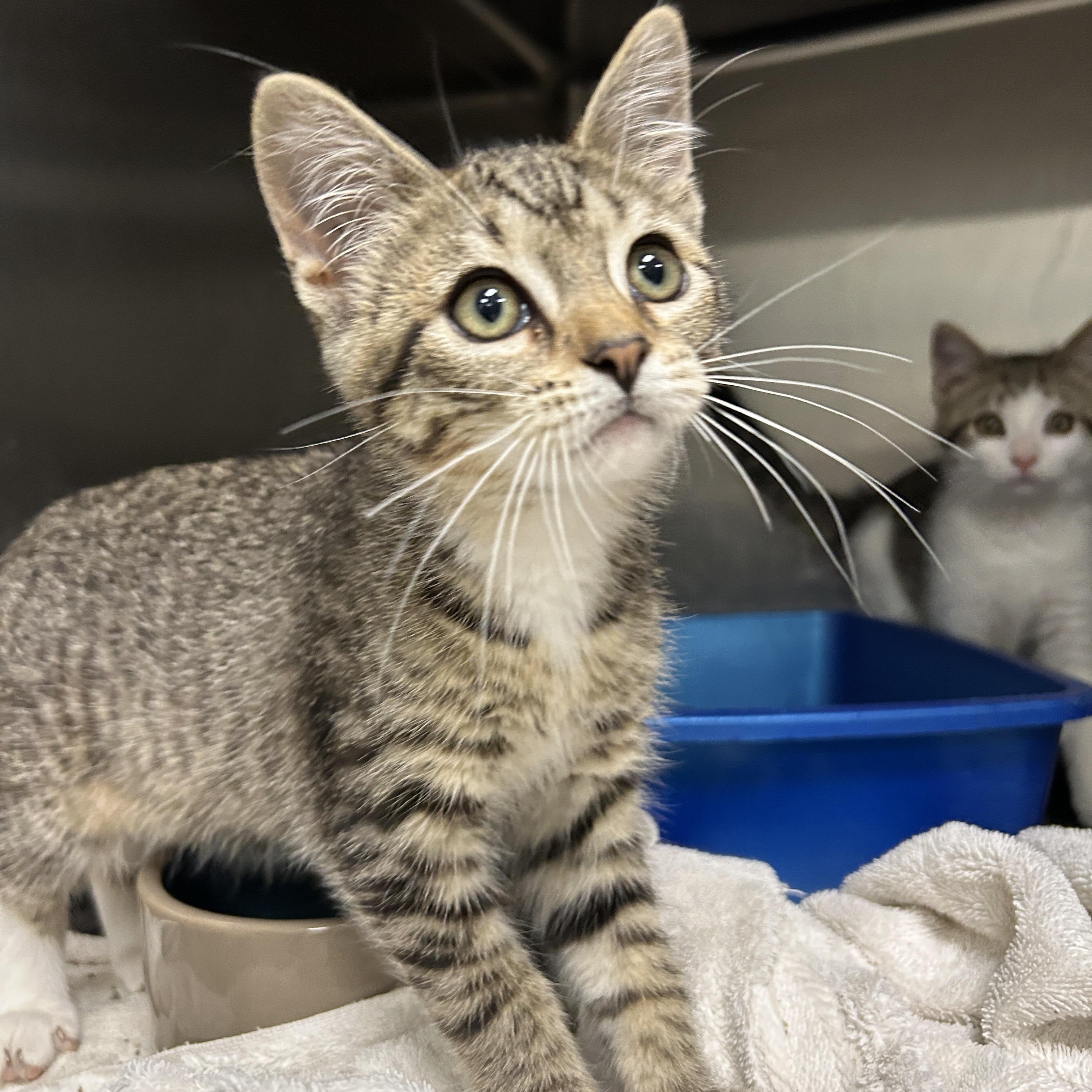 Miss Fritter, Baby Female Domestic Short Hair