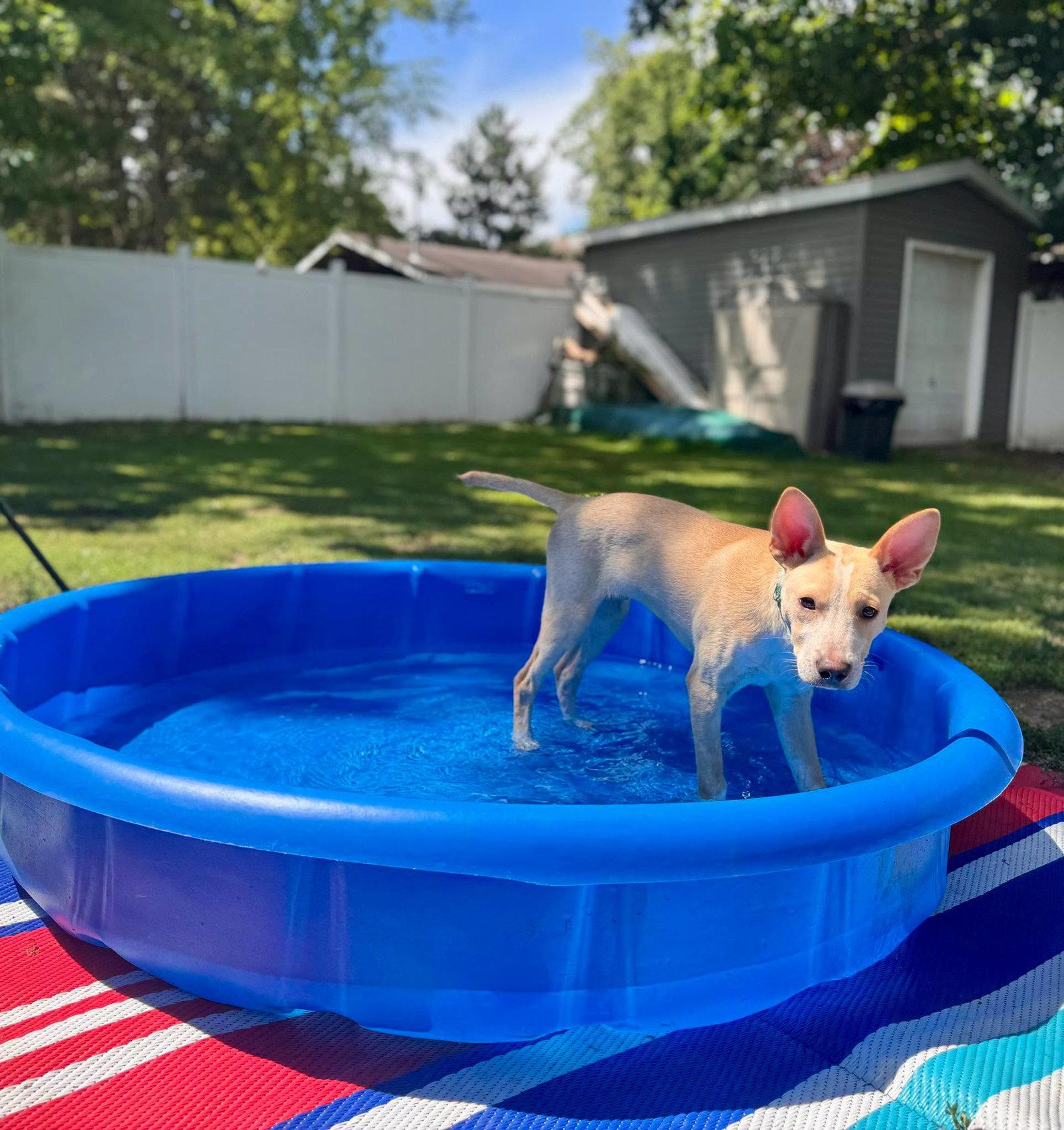 Stitch, Adoptable, Puppy Male Terrier.