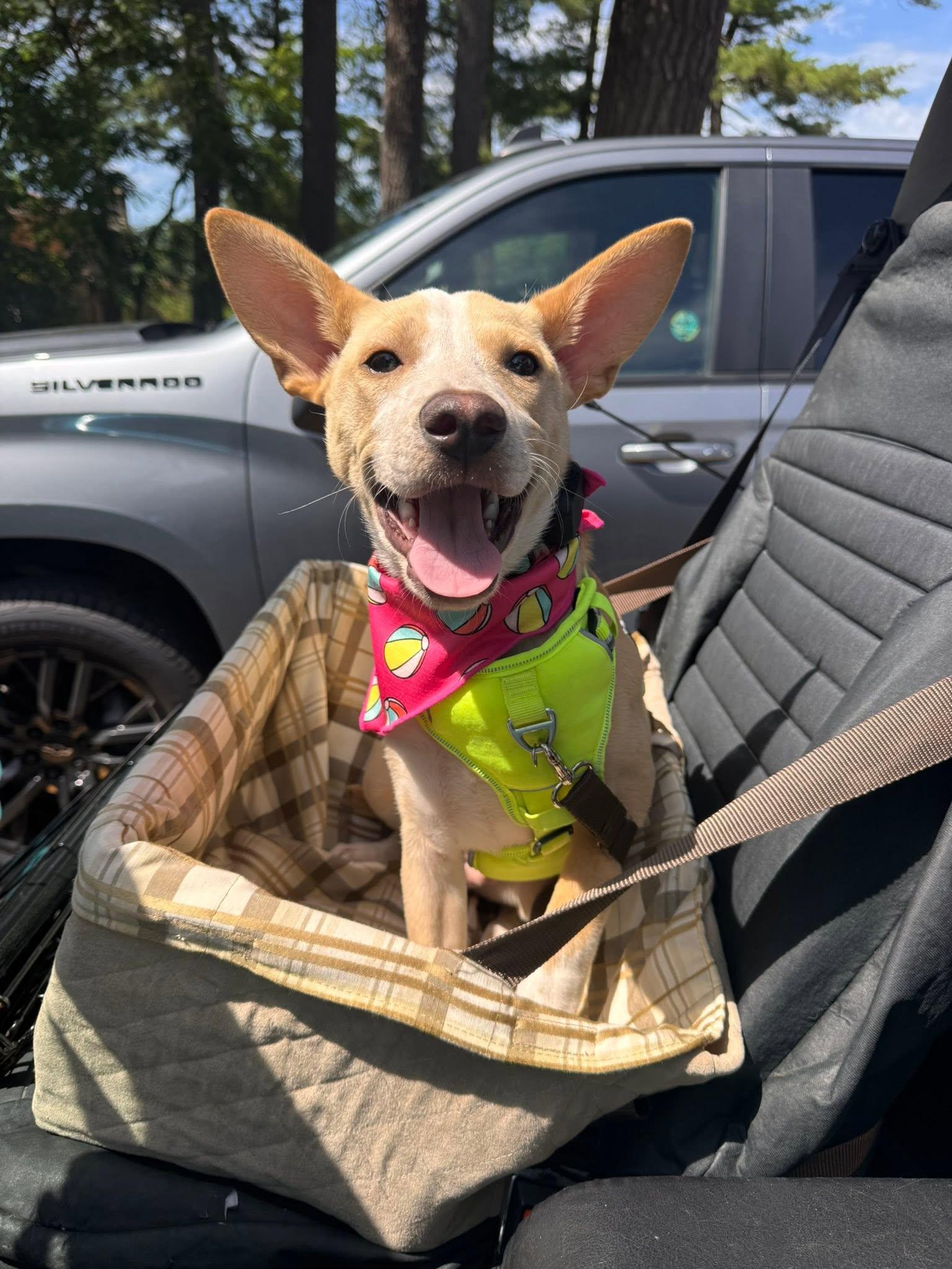Stitch, Adoptable, Puppy Male Terrier.