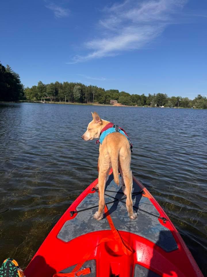 Stitch, a Adoptable Terrier in New London, WI image 3/3