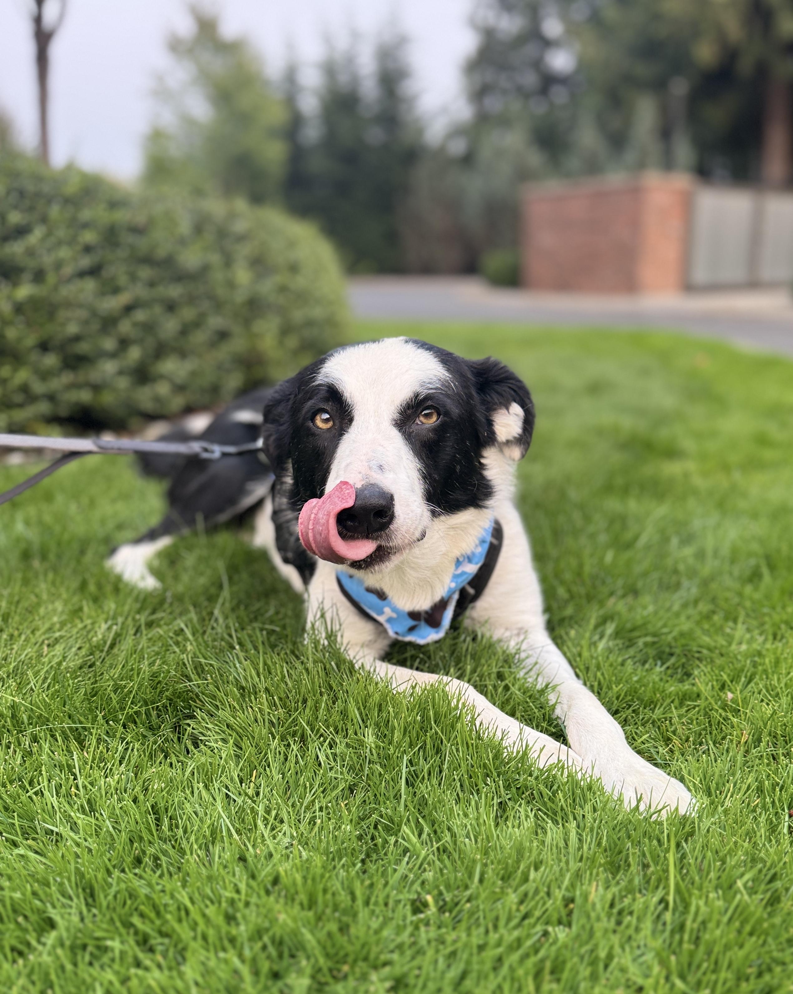 Enlarge Nanook, a Adoptable mixed breed in lynnwood , WA image 6/6