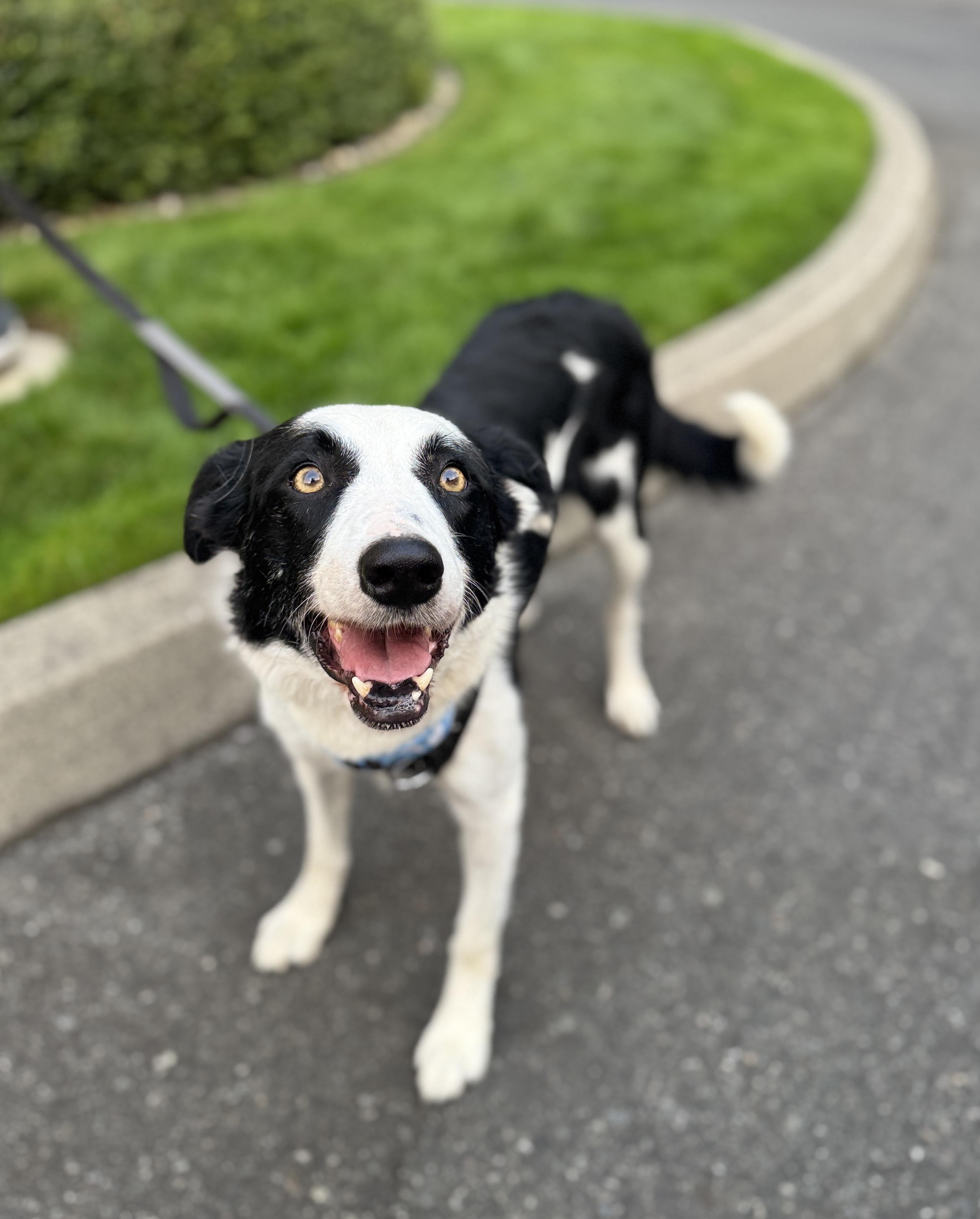 Enlarge Nanook, a Adoptable mixed breed in lynnwood , WA image 5/6
