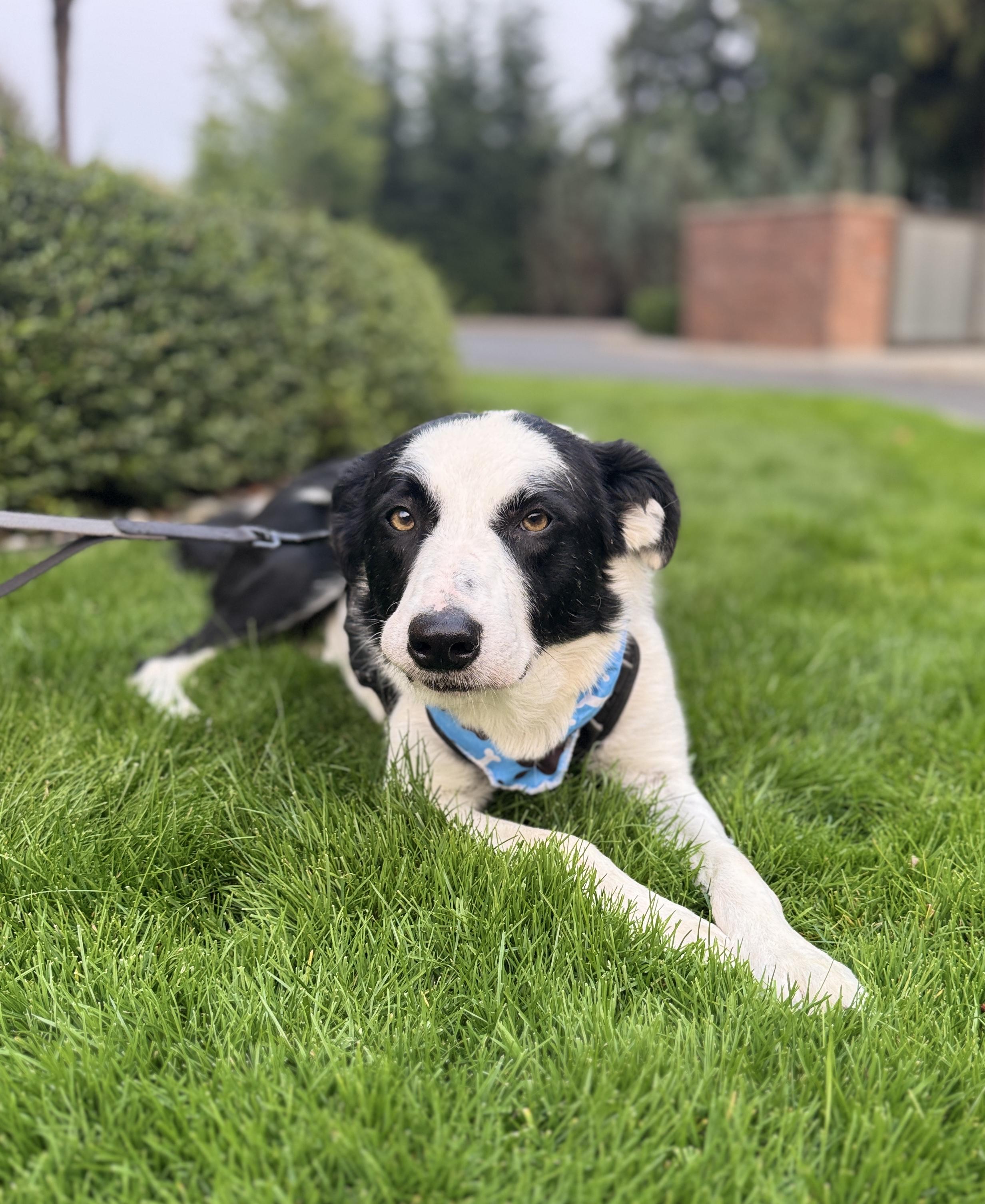 Enlarge Nanook, a Adoptable mixed breed in lynnwood , WA image 4/6