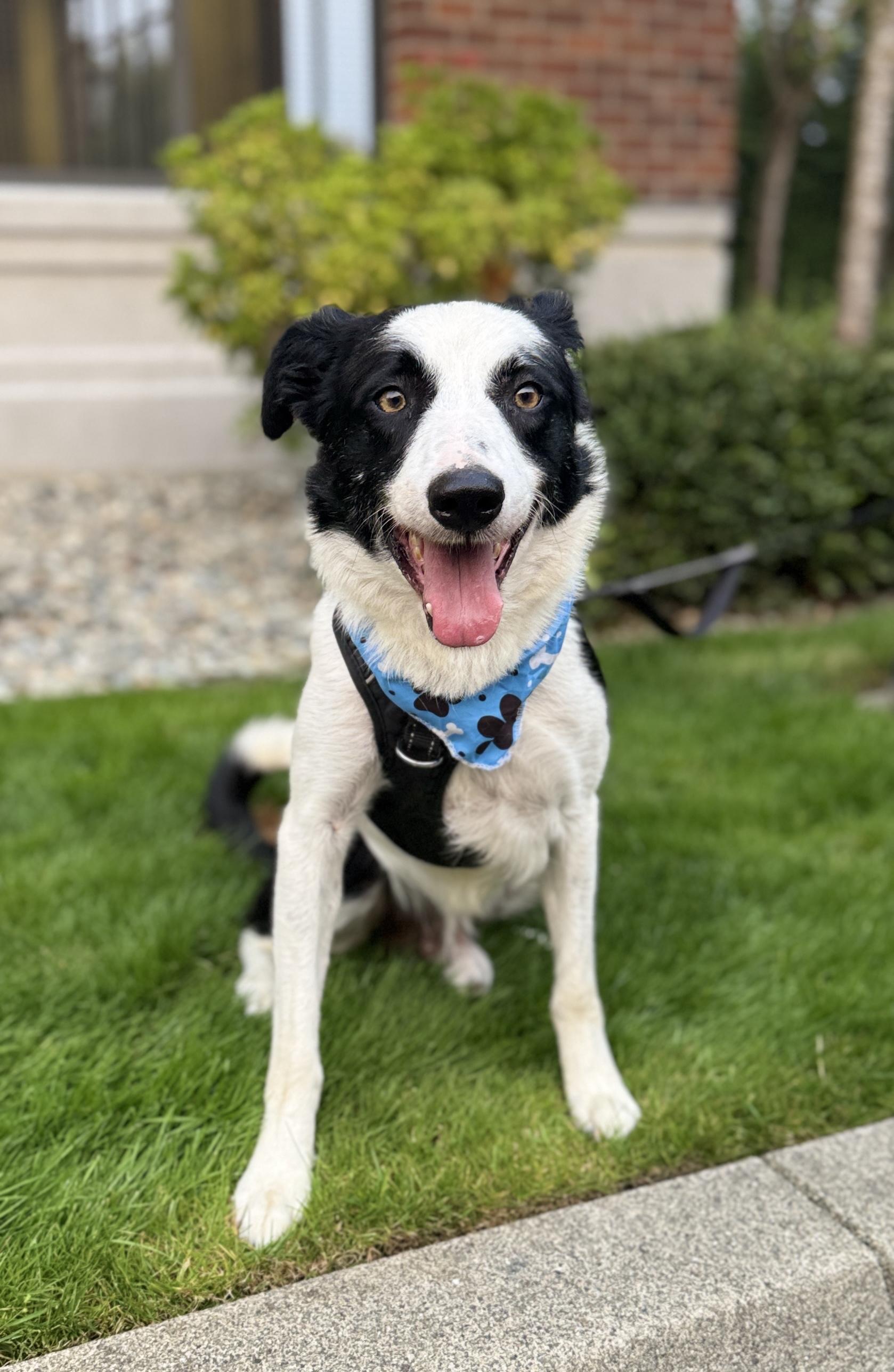 Nanook, Adoptable, Adult Male Border Collie & McNab.