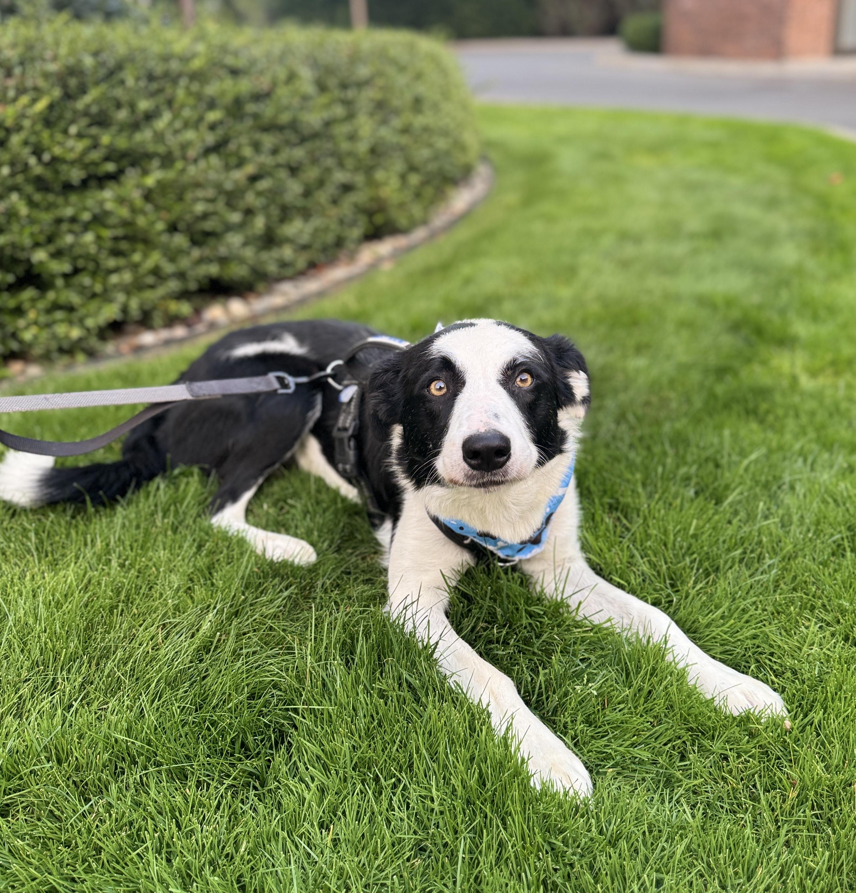Enlarge Nanook, a Adoptable mixed breed in lynnwood , WA image 3/6