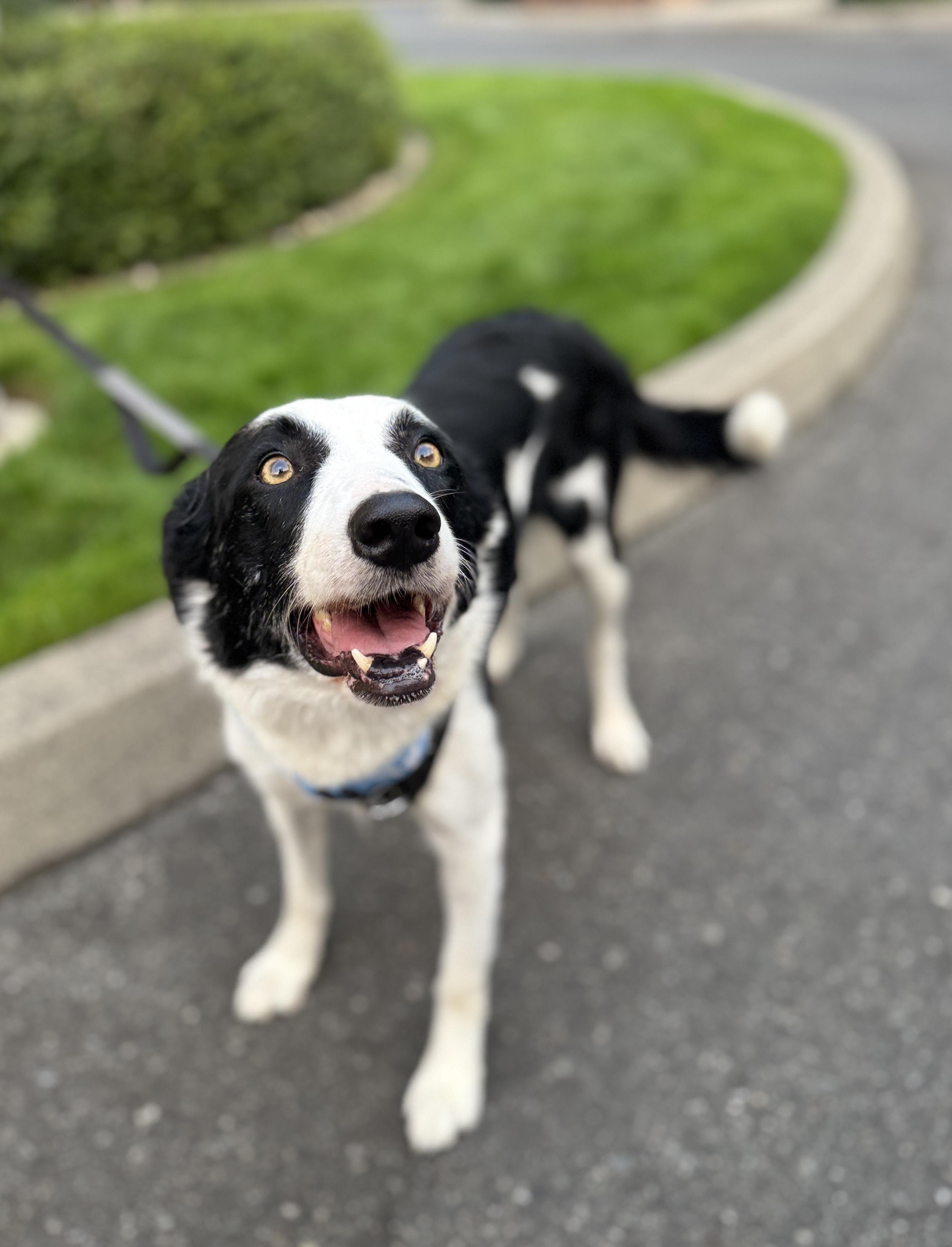 Enlarge Nanook, a Adoptable mixed breed in lynnwood , WA image 2/6