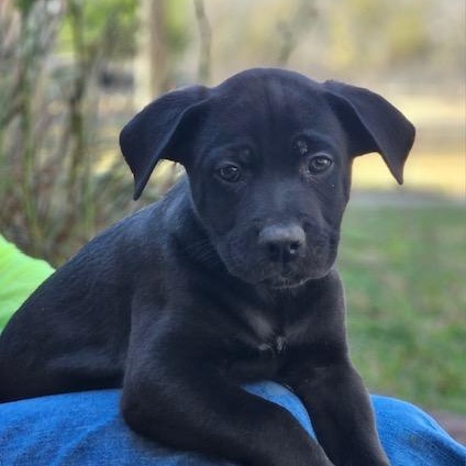 Pele' — thumbnail 3