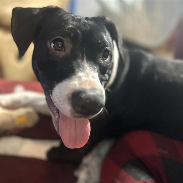 STAR — thumbnail 2