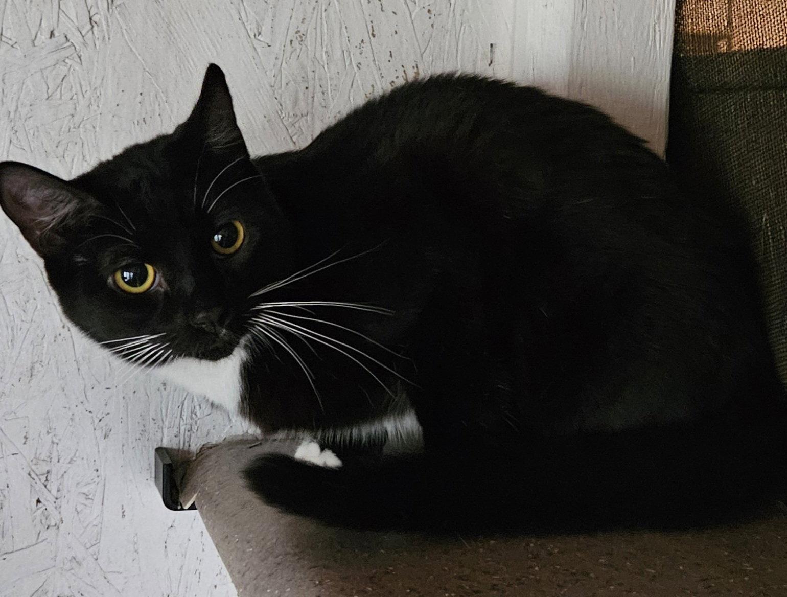 Enlarge Charlie Brown, a Adopted Domestic Short Hair in Trenton, NJ image 3/3