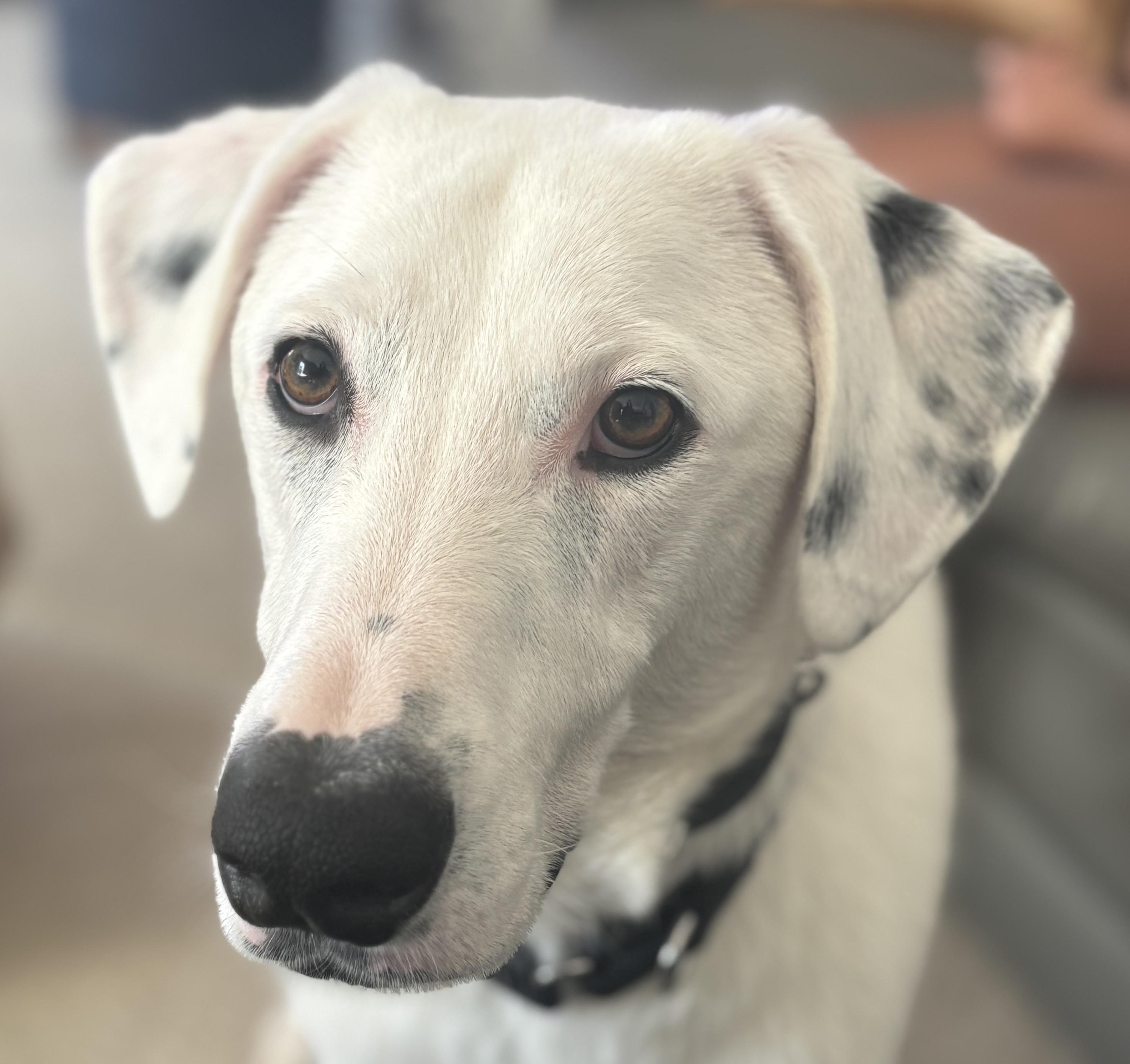 Buddy Hal Elmo, Adoptable, Adult Male Dalmatian & Labrador Retriever.
