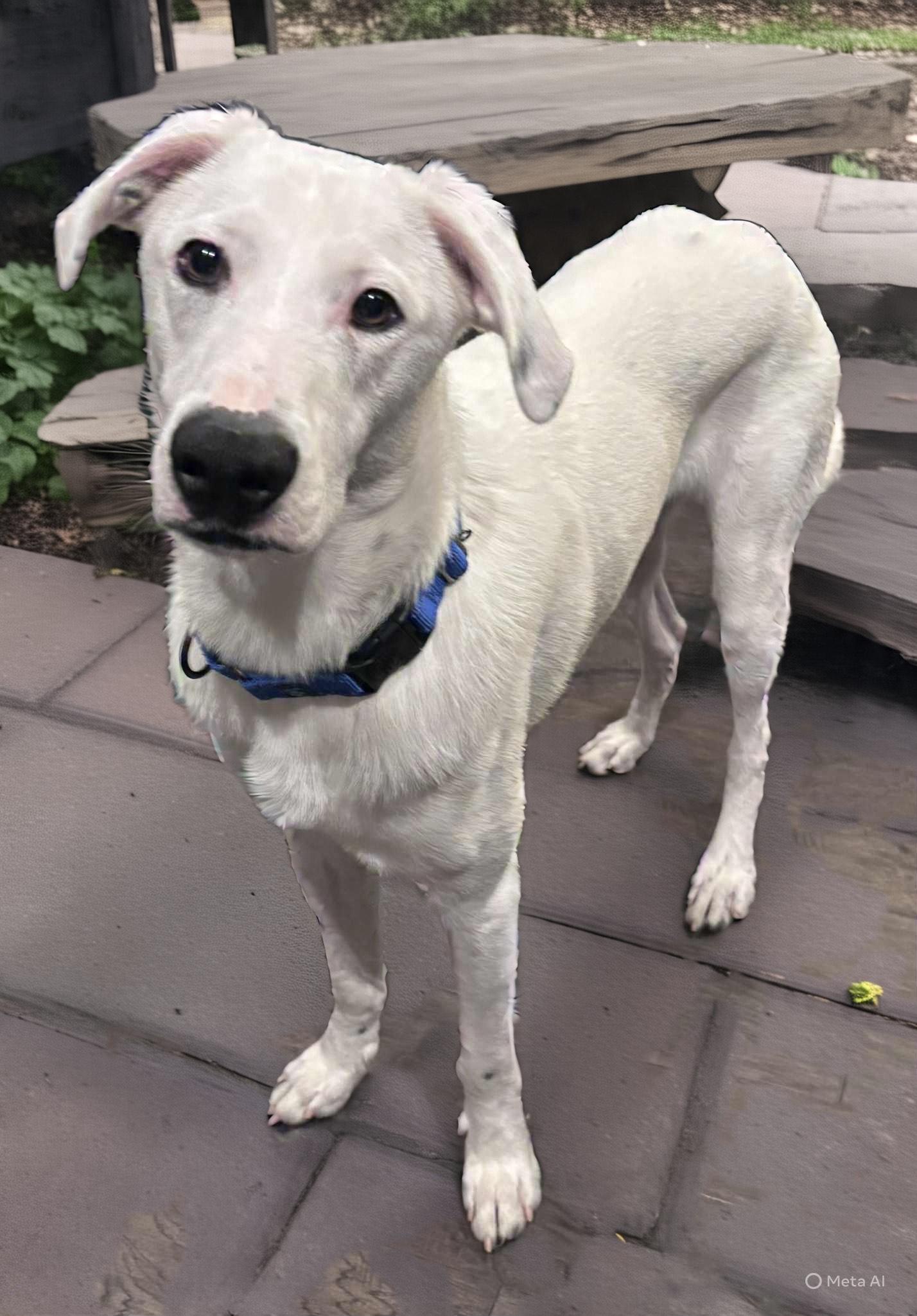 Enlarge Buddy Hal Elmo, a Adoptable mixed breed in Pittsboro, NC image 2/6