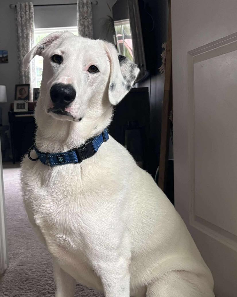 Enlarge Buddy , a Adoptable mixed breed in Pittsboro, NC image 1/6