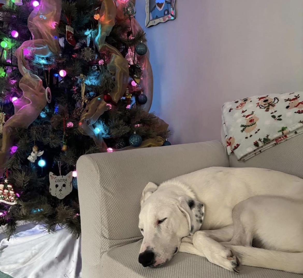 Enlarge Buddy Hal Elmo, a Adoptable mixed breed in Pittsboro, NC image 2/5