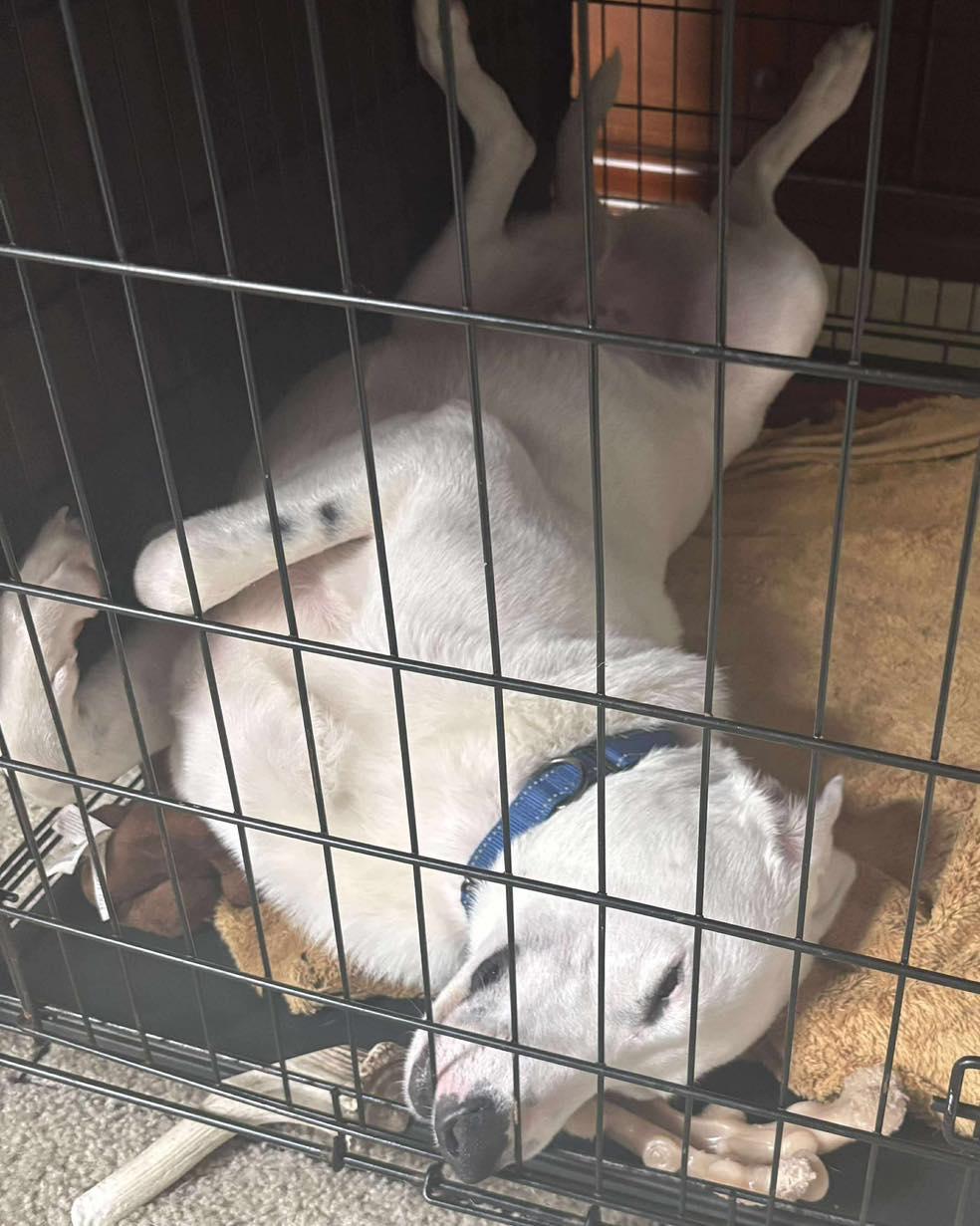 Enlarge Buddy Hal Elmo, a Adoptable mixed breed in Pittsboro, NC image 4/6