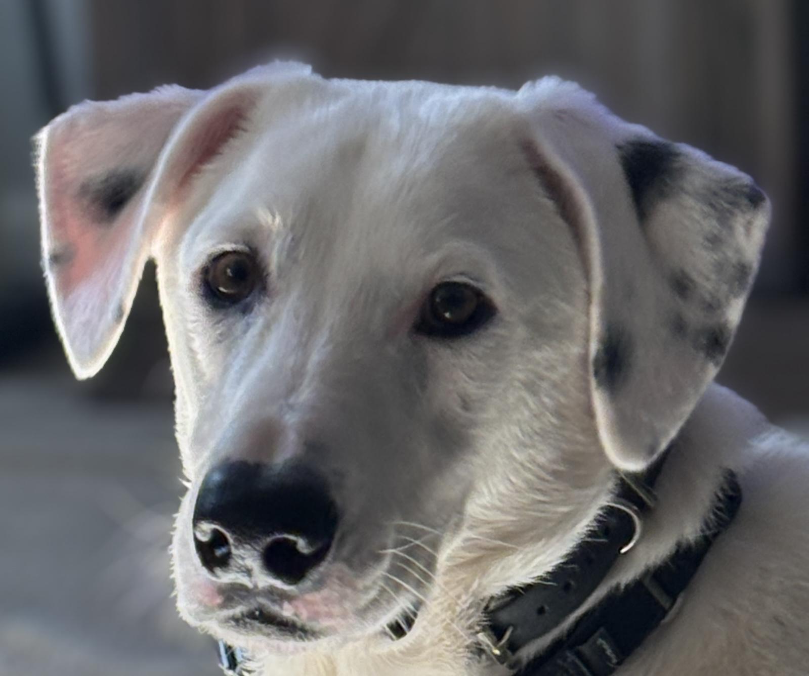 Buddy Hal Elmo, a Adoptable mixed breed in Pittsboro, NC image 5/5