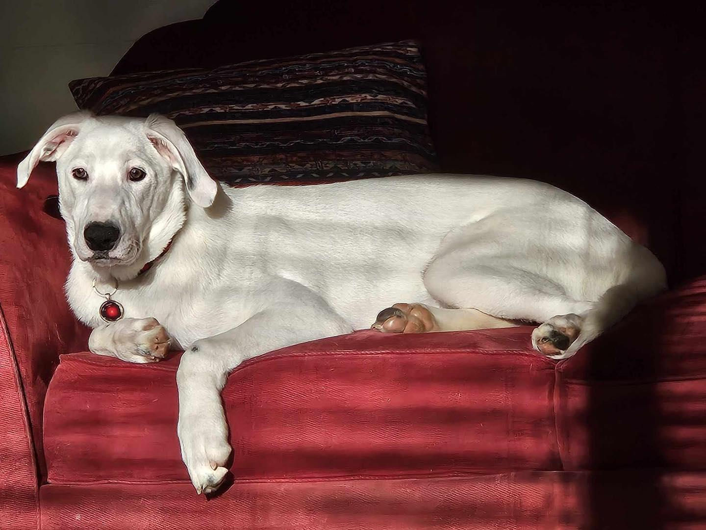 Enlarge Buddy Hal Elmo, a Adoptable mixed breed in Pittsboro, NC image 5/6
