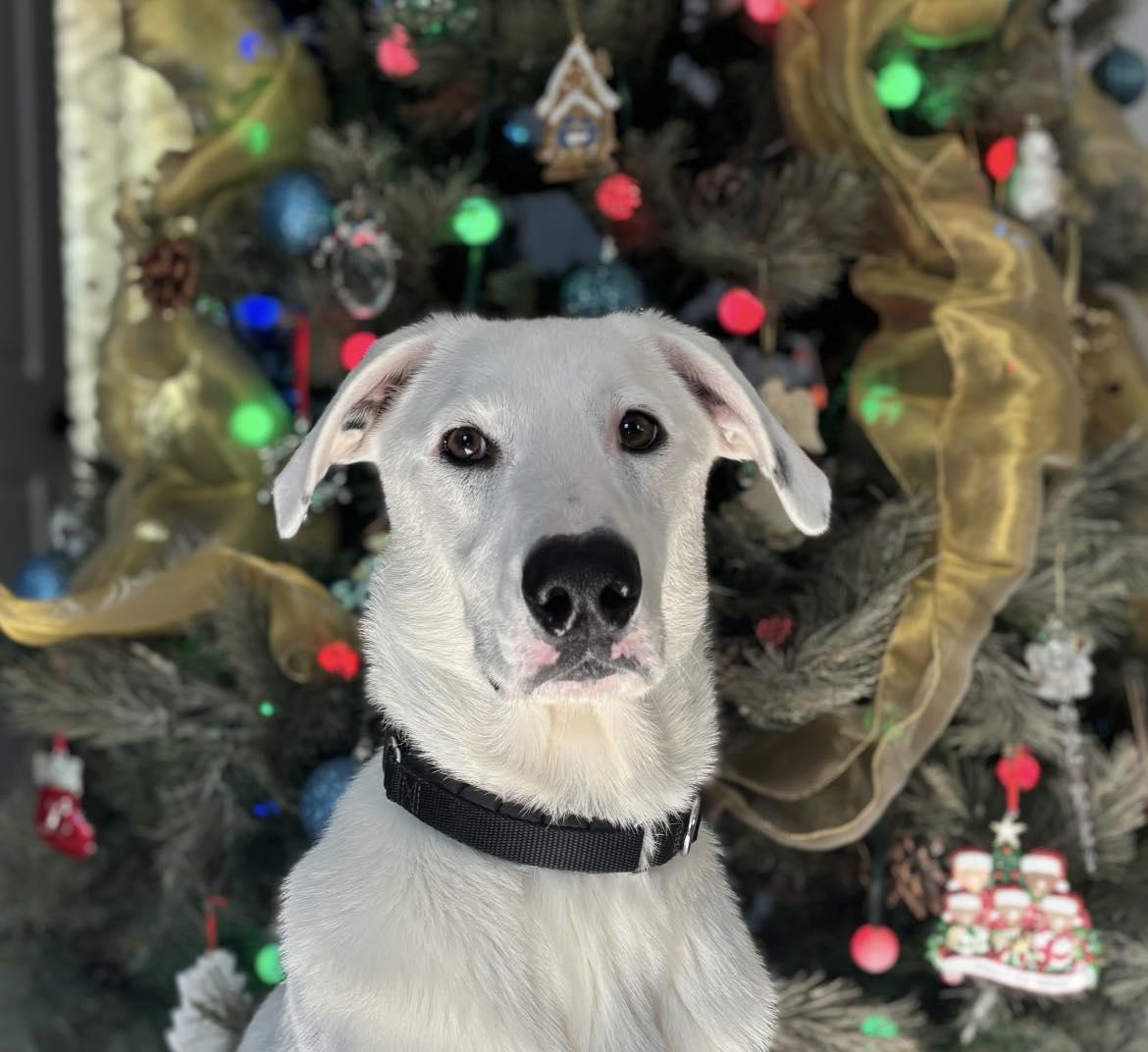 Enlarge Buddy Hal Elmo, a Adoptable mixed breed in Pittsboro, NC image 1/5