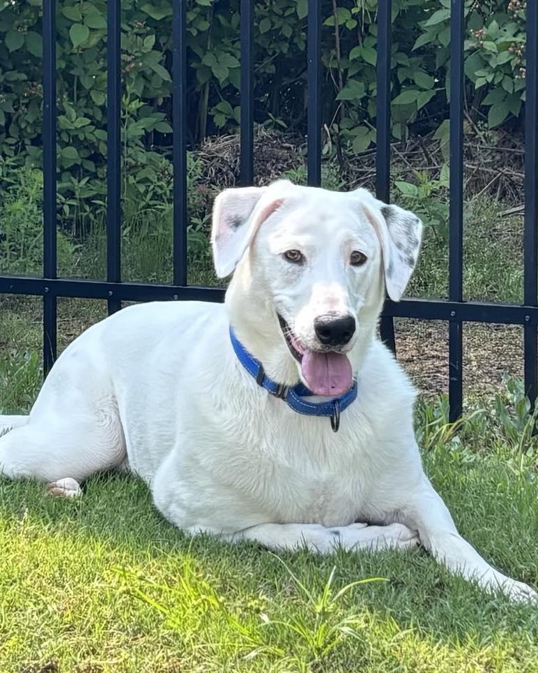 Enlarge Buddy Hal Elmo, a Adoptable mixed breed in Pittsboro, NC image 6/6