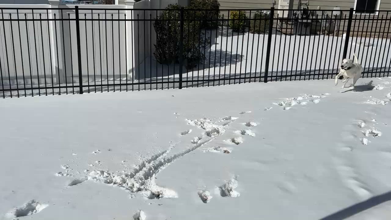 Enlarge Buddy , a Adoptable mixed breed in Pittsboro, NC video 6/6