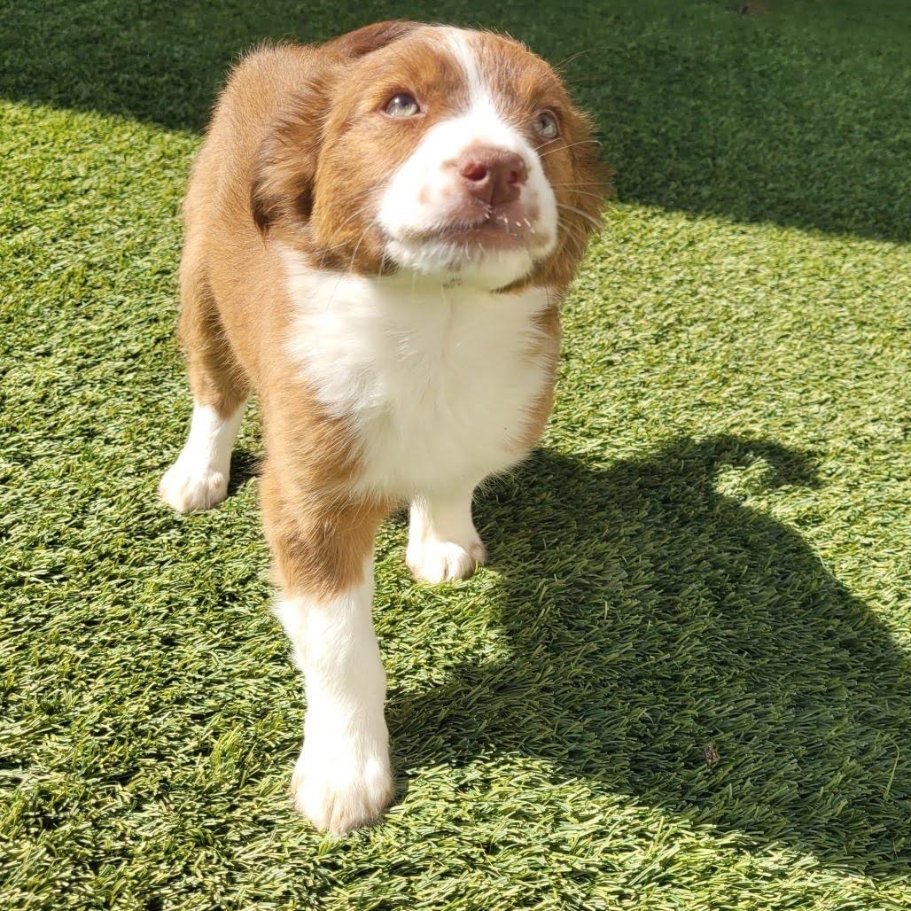 Enlarge Becca, an adopted mixed breed in Cumberland, RI image 2/2