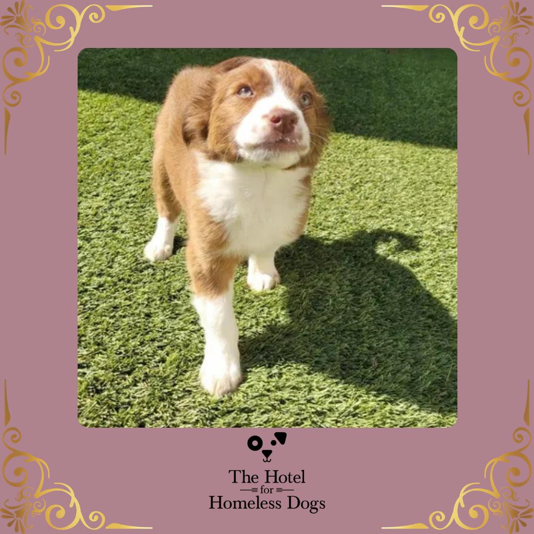 Becca, adopted, Puppy Female Shepherd & Terrier.