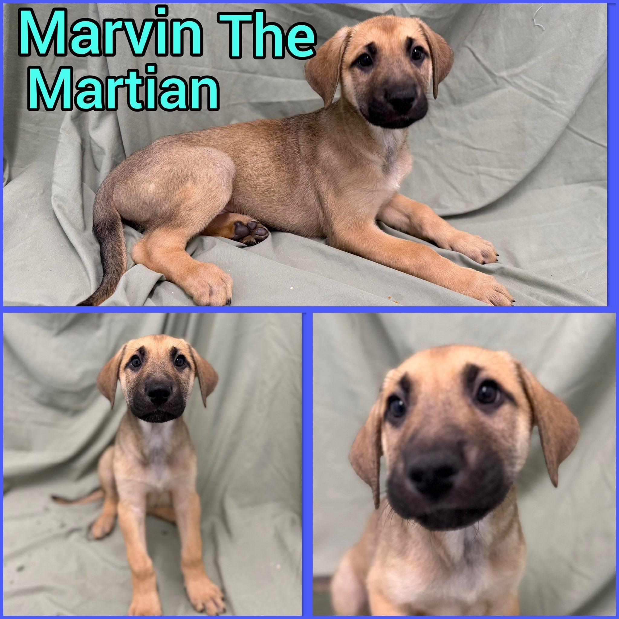 Enlarge Puppies!, an adopted mixed breed in Springfield, VT image 2/2