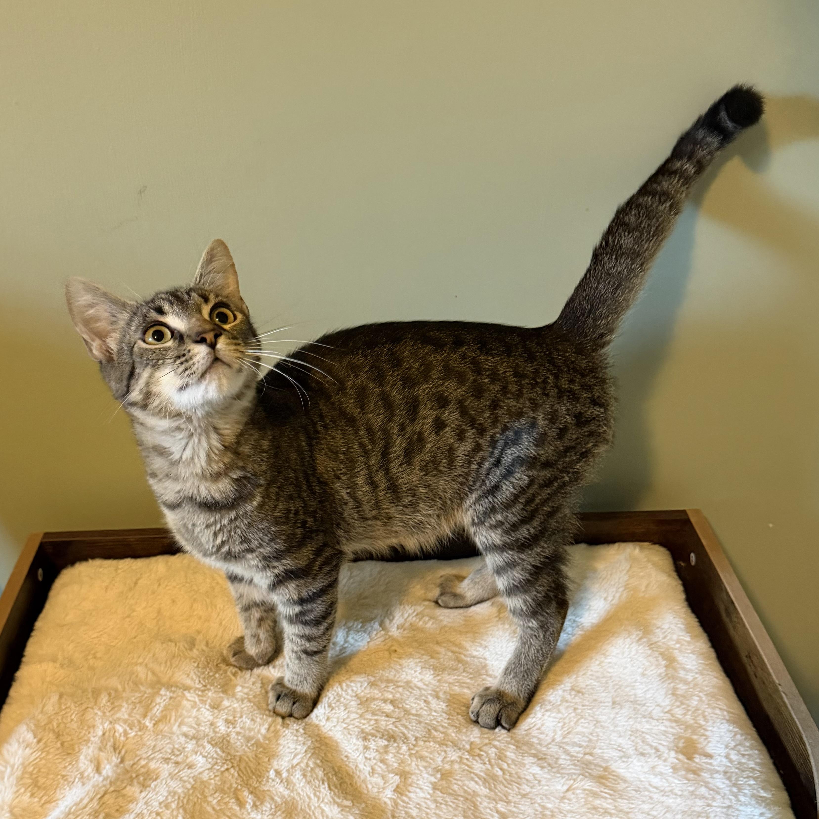 Enlarge Morse Cody, a Adoptable Domestic Short Hair in Hixson, TN image 3/3