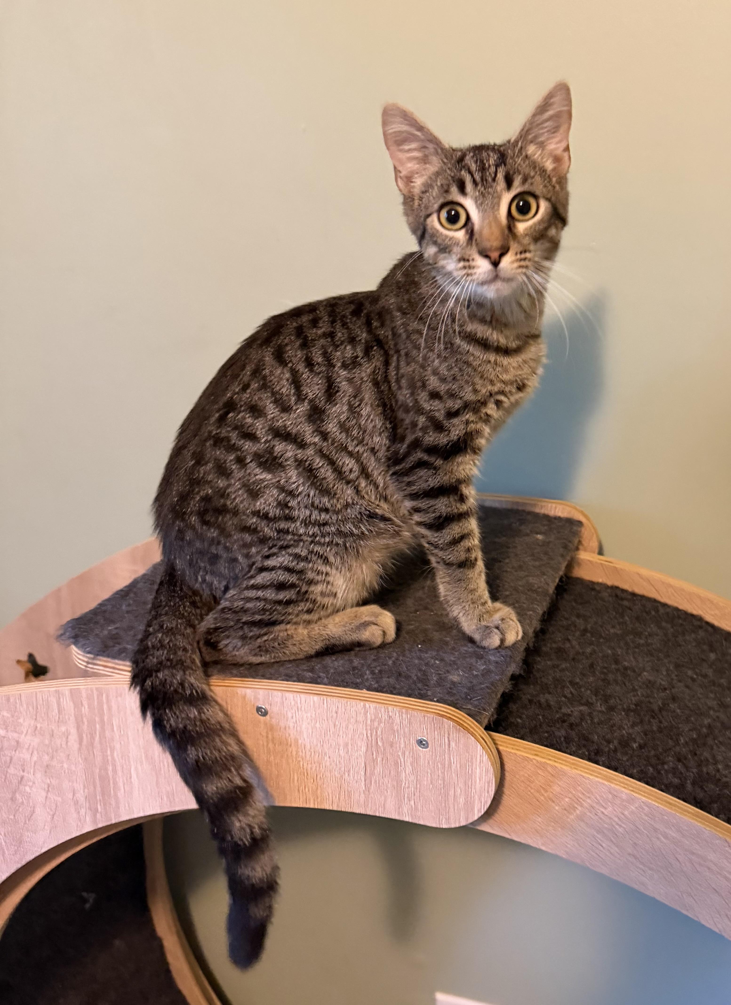 Enlarge Morse Cody, a Adoptable Domestic Short Hair in Hixson, TN image 2/3