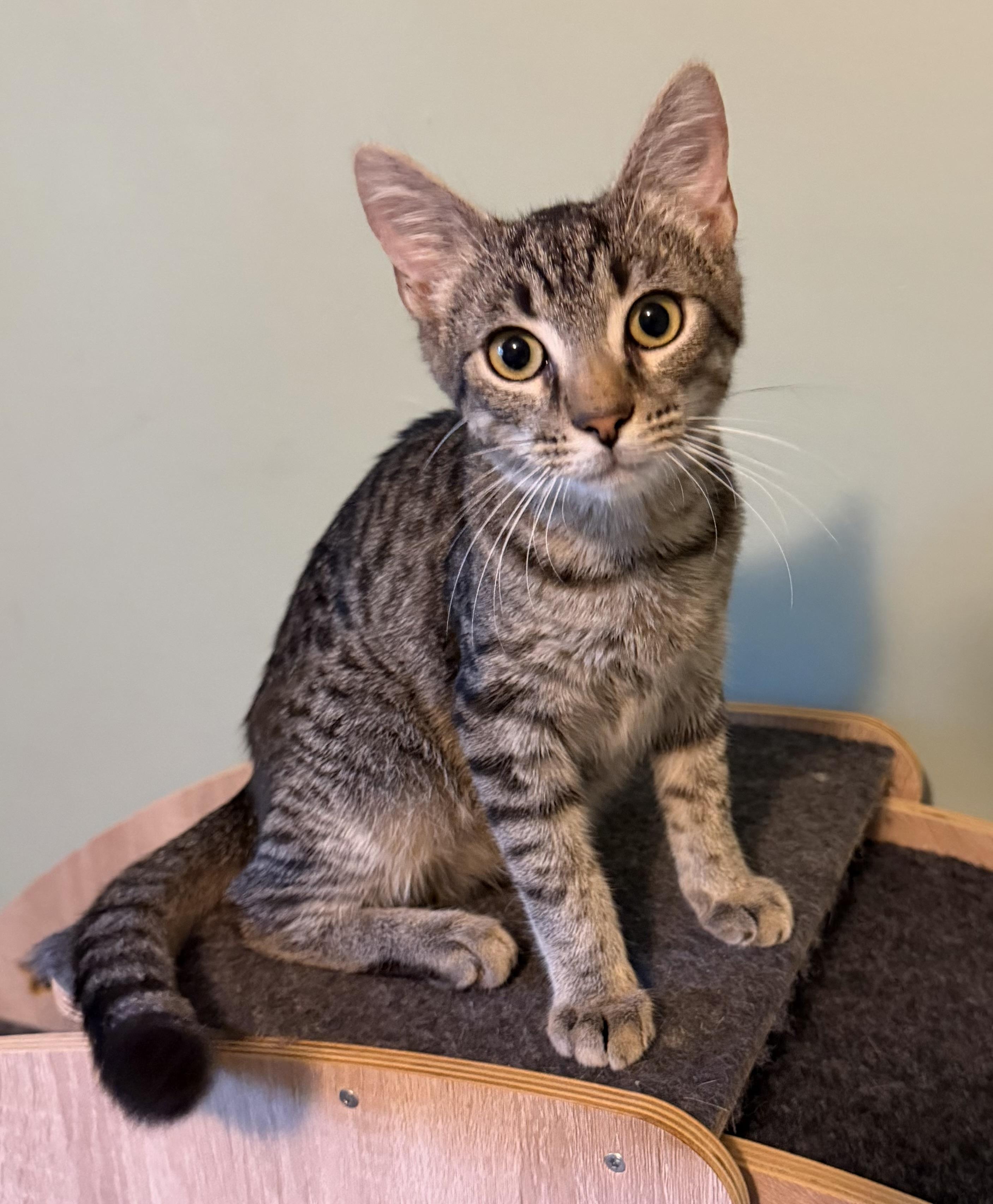 Morse Cody, Adoptable, Kitten Male Domestic Short Hair.