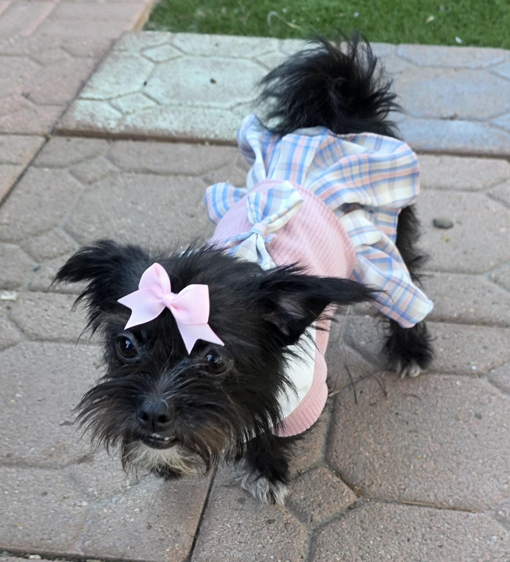 Enlarge Cleo, a Adoptable Affenpinscher in Fallbrook, CA image 6/6