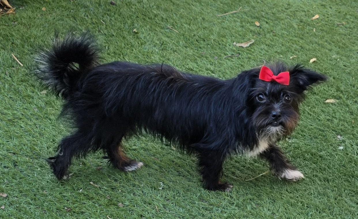Enlarge Cleo, a Adoptable Affenpinscher in Fallbrook, CA image 2/6