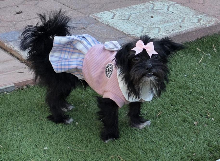 Enlarge Cleo, a Adoptable Affenpinscher in Fallbrook, CA image 1/6